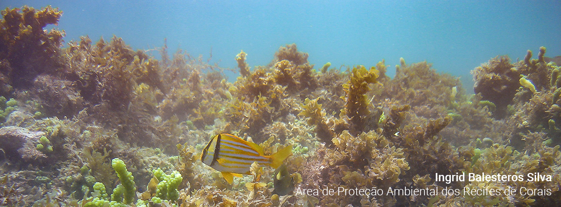 Área de Proteção Ambiental dos Recifes de Corais